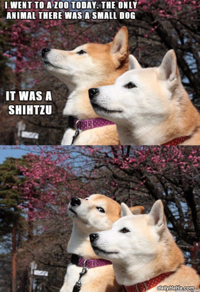 went to the zoo today funny picture