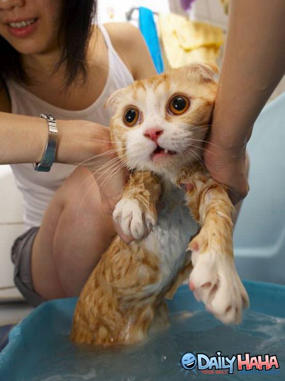 Wet Bath Cat