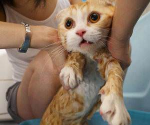 Wet Bath Cat