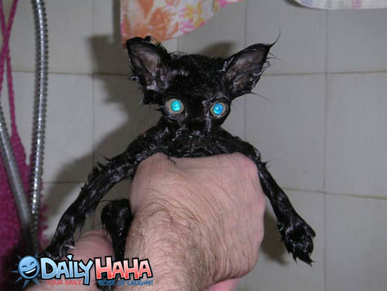 This is a weird looking wet cat