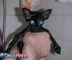This is a weird looking wet cat