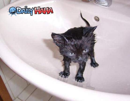 Wet kitten