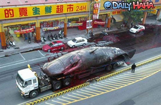 Whale on a truck
