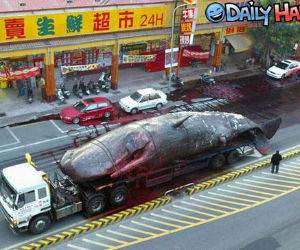 Whale on a truck