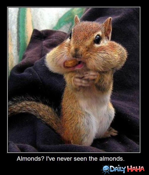 What Almonds funny picture