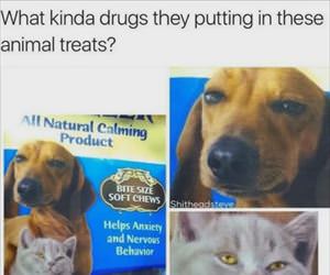 what are they putting in them