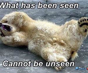 Traumatized Bear funny picture