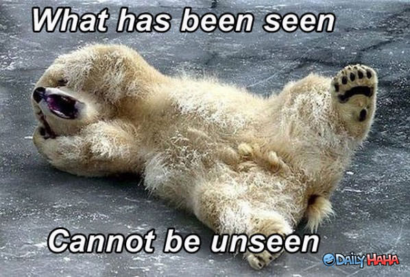 Traumatized Bear funny picture
