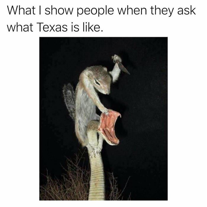 what is texas like