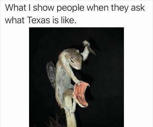 what is texas like