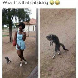 what is that cat doing