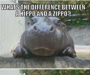 what is the difference between a hippo and a zippo