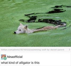 what kind of alligator
