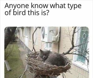 what type of bird is this