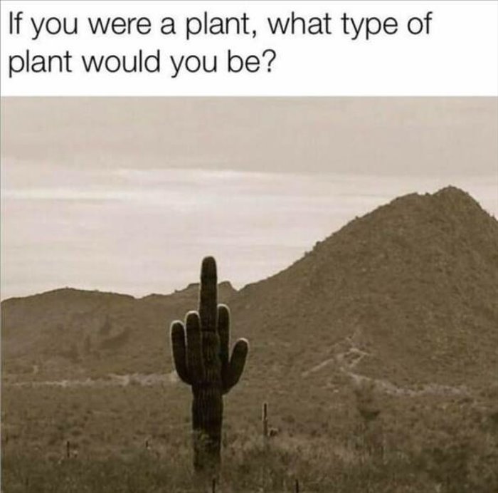 what type of plant ... 2
