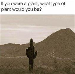 what type of plant ... 2