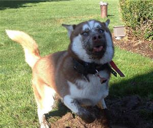 what are you doing dog funny picture