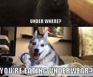 what are you eating under there funny picture