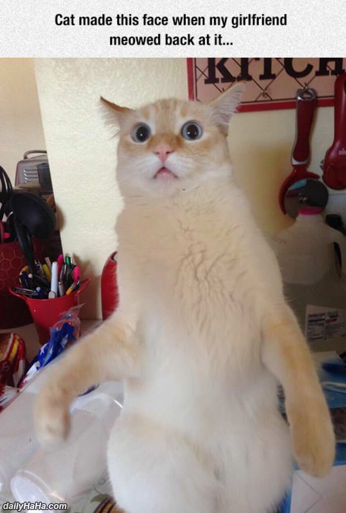 what did you say to me funny picture