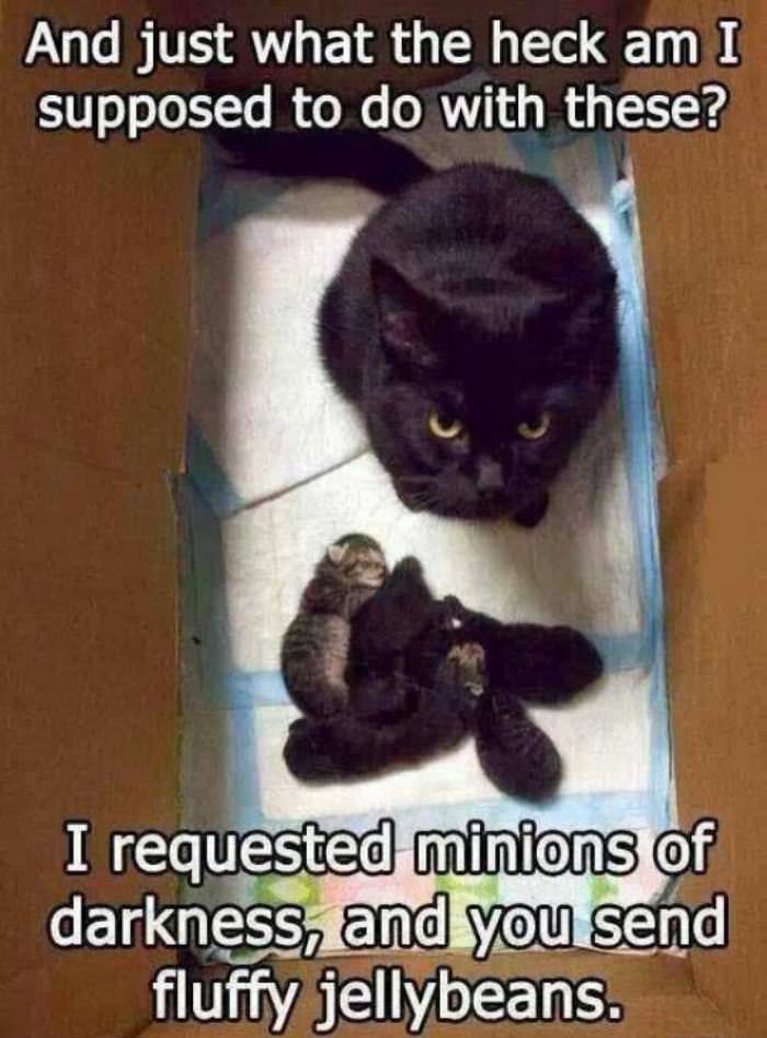 what do i do with these funny picture