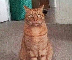 what if funny picture