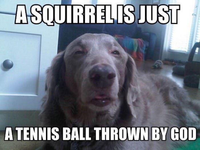 what is a squirrel funny picture