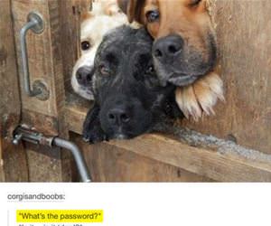 what is the password funny picture