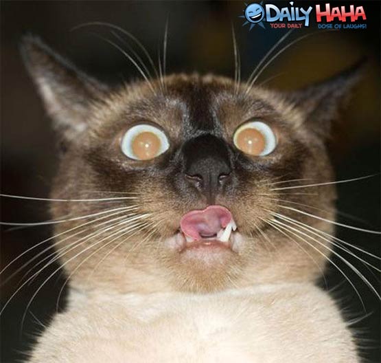 insane looking cat picture