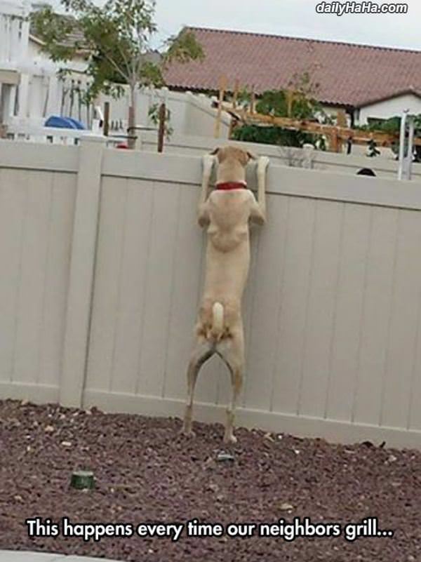 what you grilling funny picture