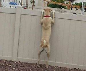 what you grilling funny picture