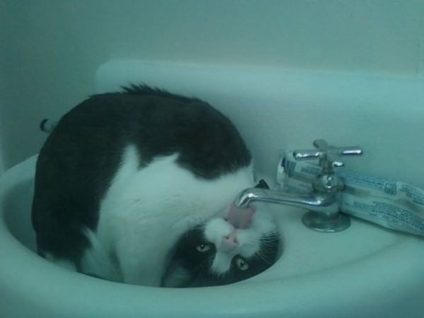 So Very Thirsty funny picture