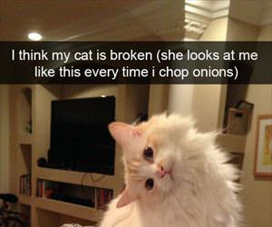 when i chop onions