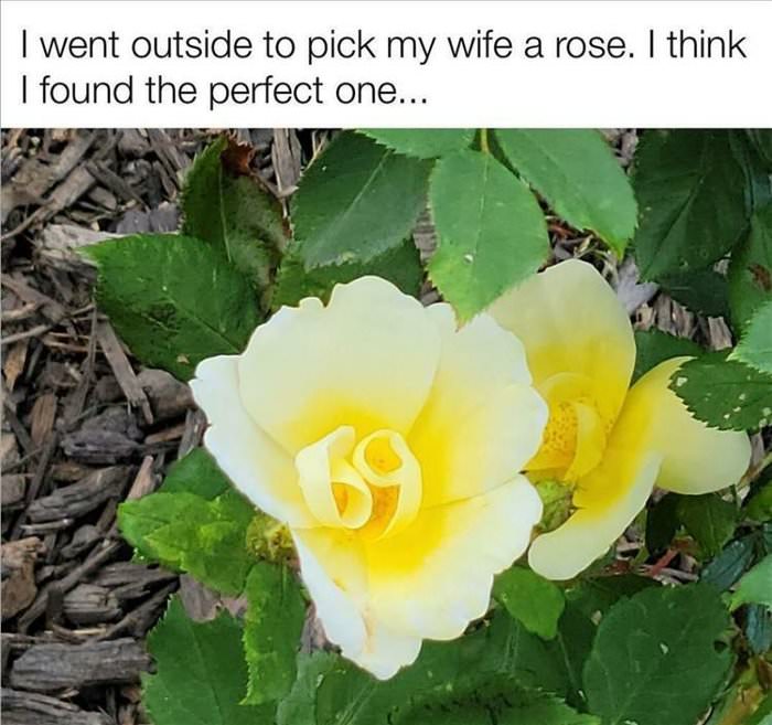 whenyouseetheflowers