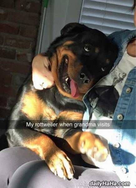 when grandma visits funny picture