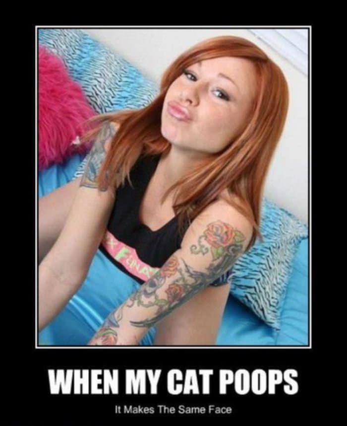 when my cat poops funny picture