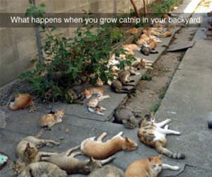 when you grow catnip funny picture
