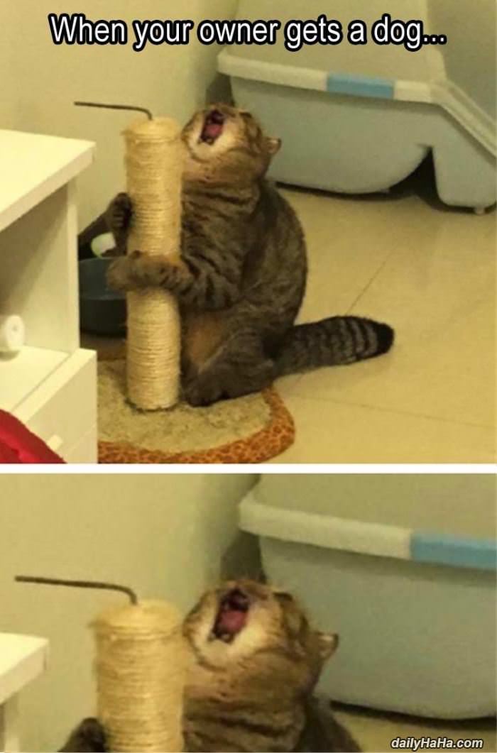when you owner gets a dog funny picture