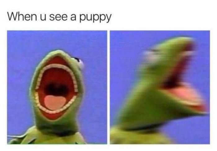 when you see a puppy funny picture