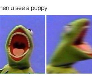 when you see a puppy funny picture