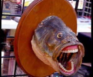 where do i get this fish funny picture