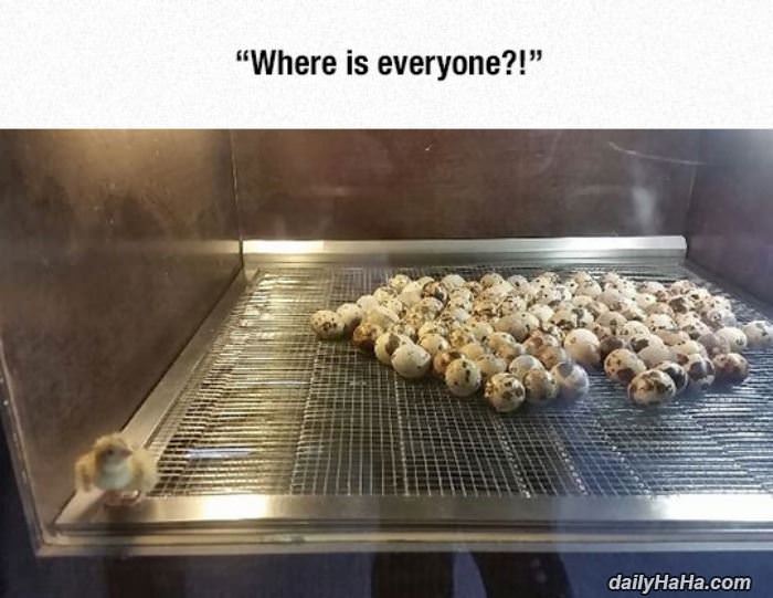 where is everyone funny picture