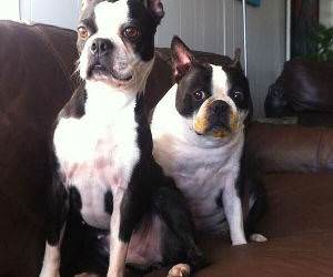 which of you did it funny picture