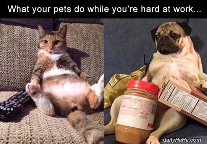 while you are hard at work funny picture