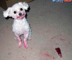Poodle with Red Paint