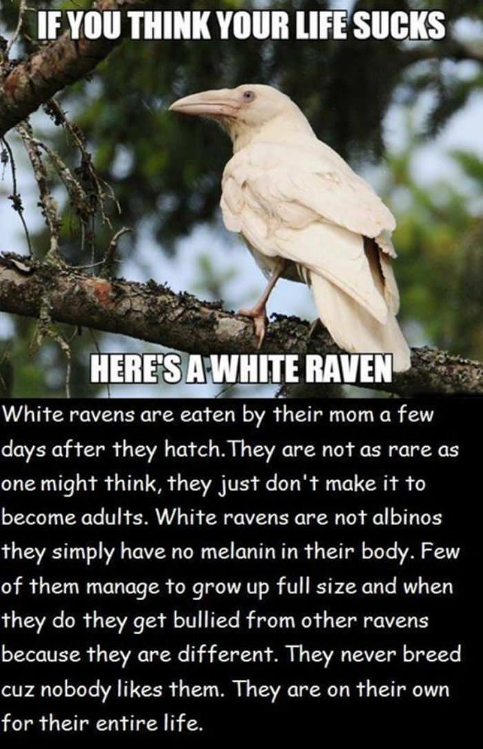 white ravens funny picture