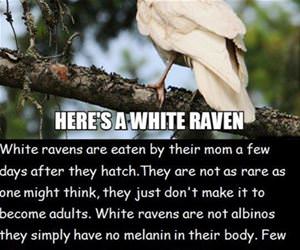 white ravens funny picture