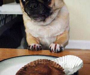 Muffin Thief funny picture