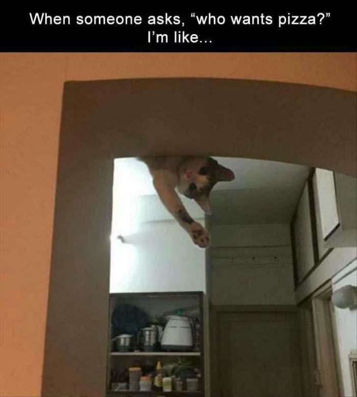 who wants pizza