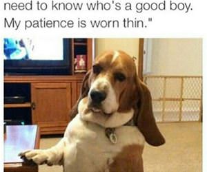 who is a good boy funny picture