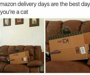 who loves amazon delivery the most funny picture